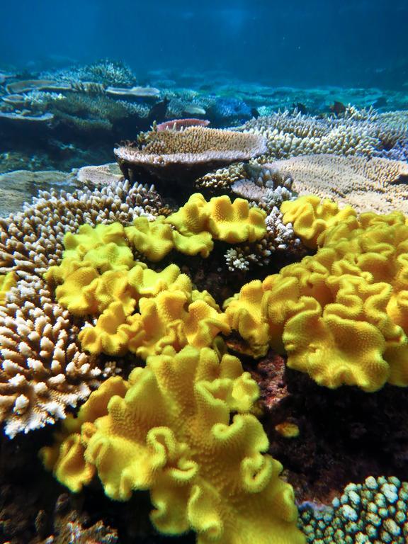 Mai Dive' Astrolabe Reef Resort Naqara Extérieur photo