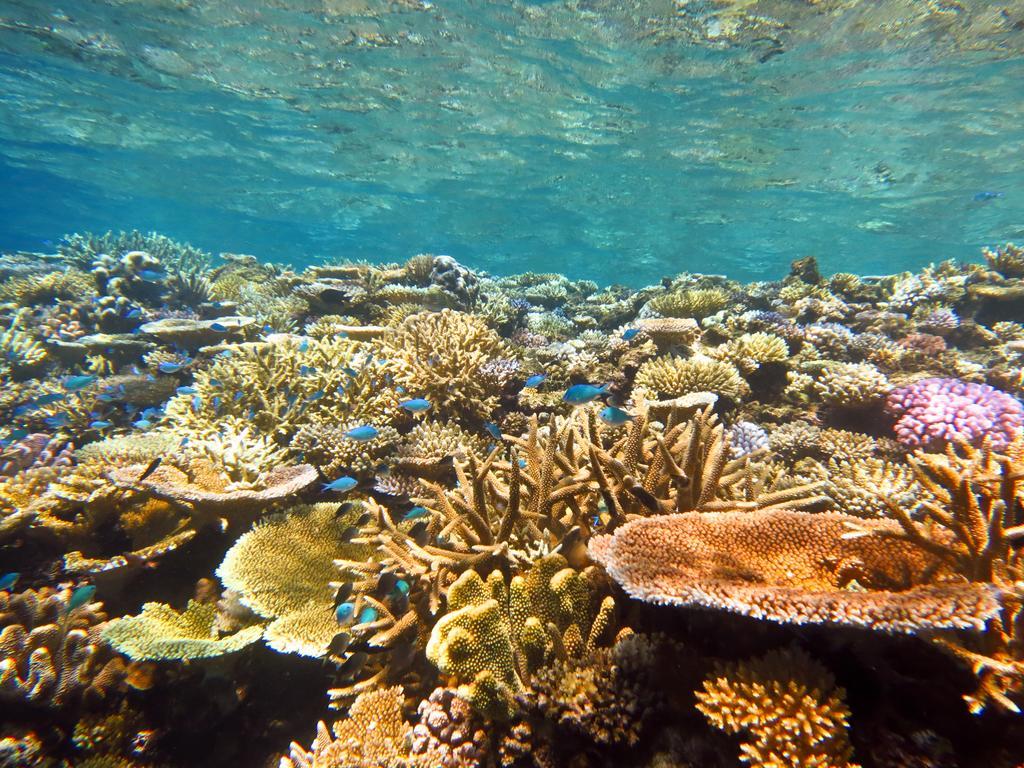 Mai Dive' Astrolabe Reef Resort Naqara Extérieur photo