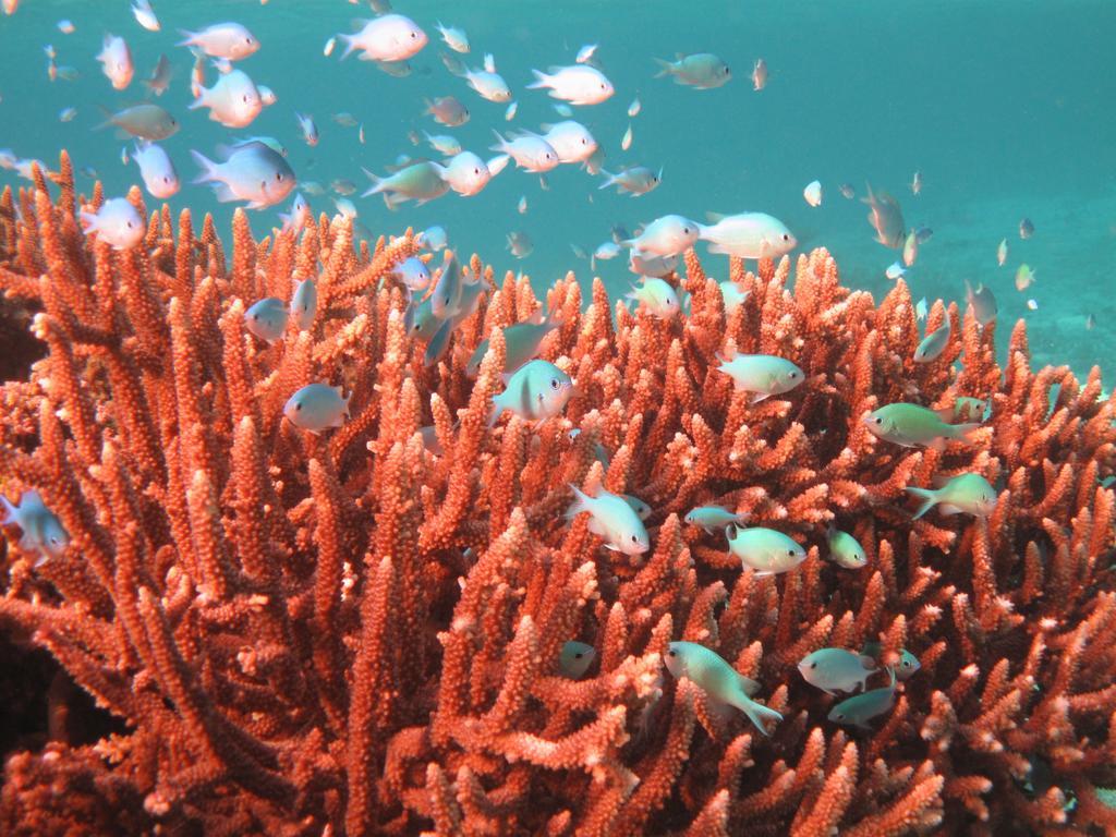 Mai Dive' Astrolabe Reef Resort Naqara Extérieur photo