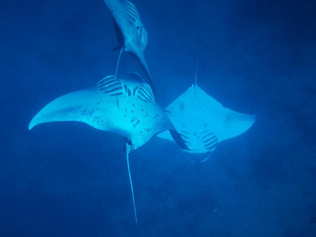 Mai Dive' Astrolabe Reef Resort Naqara Extérieur photo