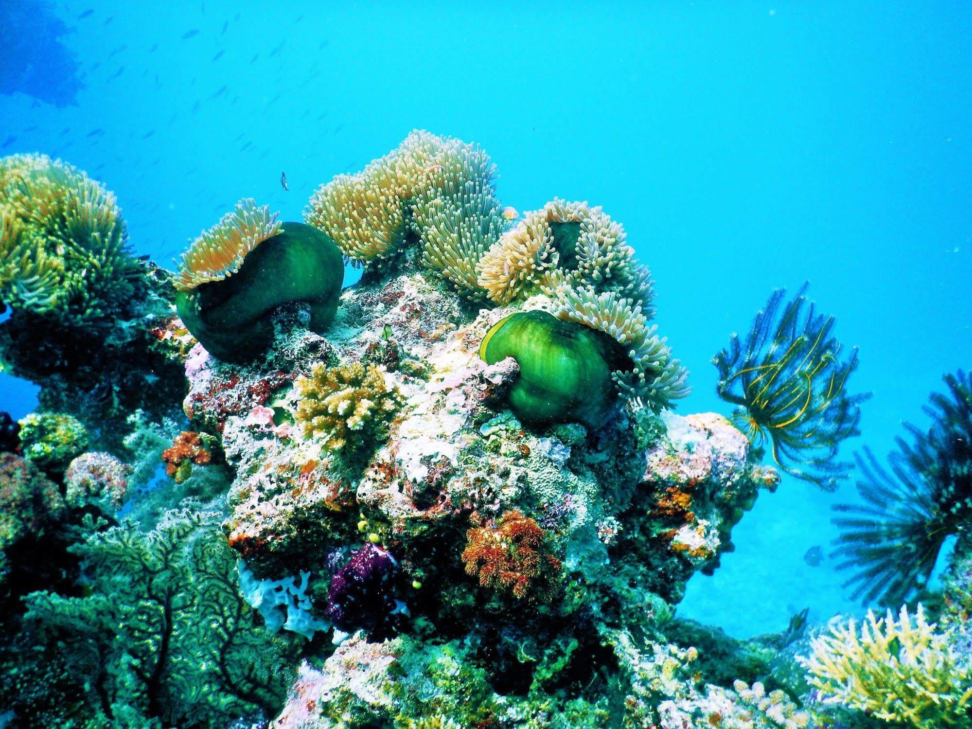 Mai Dive' Astrolabe Reef Resort Naqara Extérieur photo